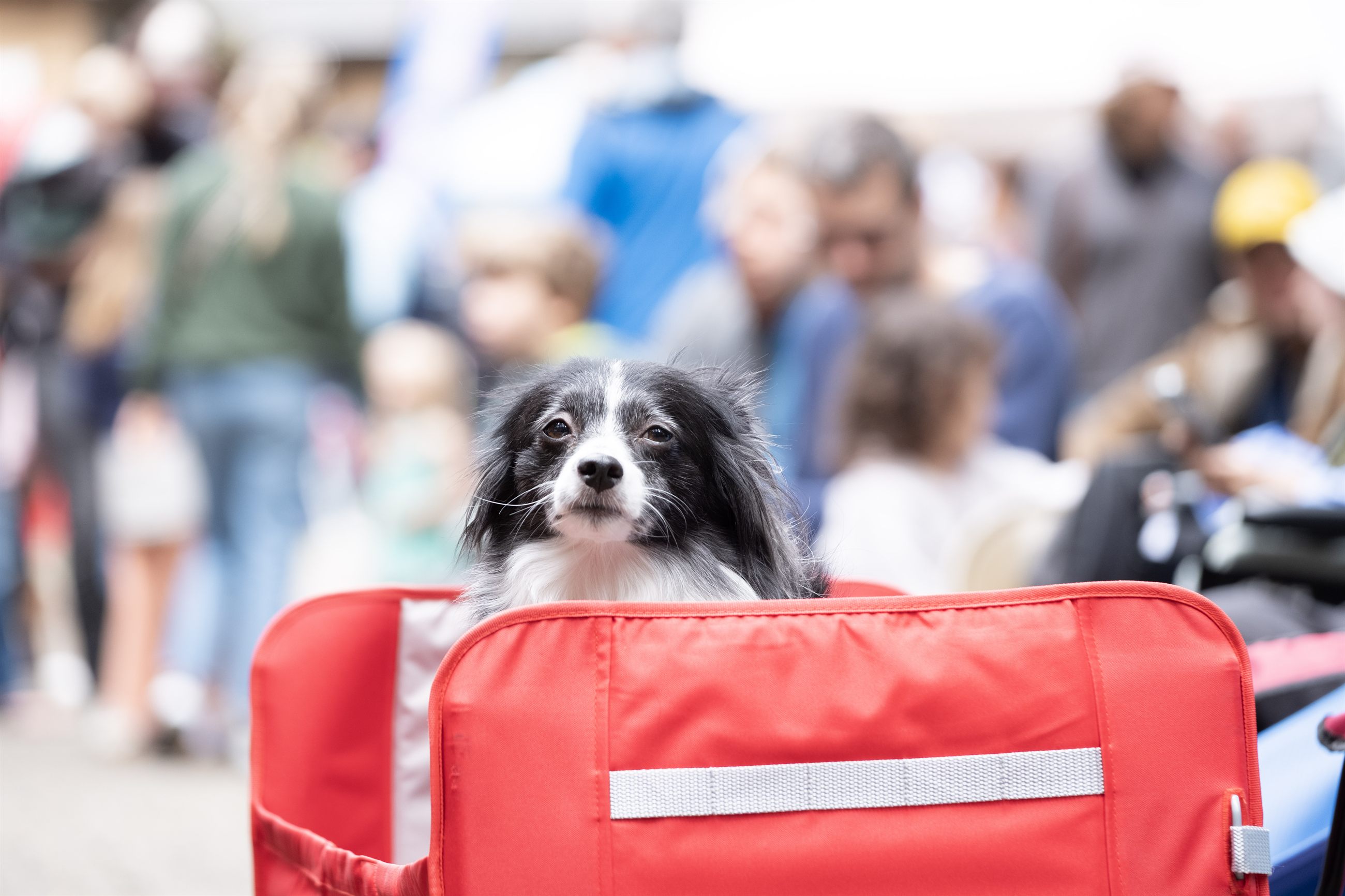 Audience gathering during a sponsor-supported 2026 festival event.